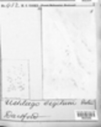 Ustilago segetum image